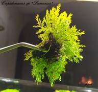 Crepidomanes sp. Siamensis kolekcja od - fibell