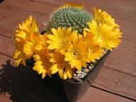 Kaktus ,Rebutia marsonerii