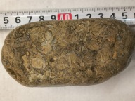 Skamieniałe koralowce algi glony agaty muszlowe