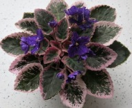 Fiołek afrykański @cięty liść @ Cajun's Drama Queen Cajun's Drama Queen @