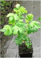 RÓŻA LAXA SADZONKA W POJEMNIKU 20 cm NA ZYWOPŁOTY DOBRA ZAGRODA OD SĄSIADA