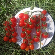 Pomidor Mini San Marzano - koktajlowy - miniaturowa odmiana - nasiona ***