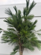 Sosna wejmutka, Gałązki żywe pęczek