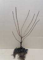 JAŚMIN JAŚMINOWIEC MROZOODPORNA SZYPKOROSNĄCA odmiana 30-50 cm