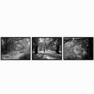 Zestaw plakatów - tryptyk park leśny BW, 3*40x30cm