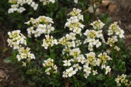 Arabis x sturii - gęsiówka Sturi