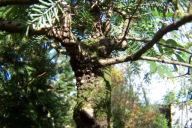 Jodła azjatycka Hito karłowa na taras 12 letnia inna