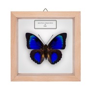 Motyl w gablotce Agrias hybryda 3