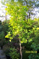 Miłorząb ginko kula szczepiony karłowy pienny inny