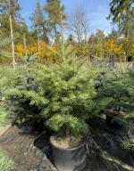 Jodła kalifornijska 120-150cm