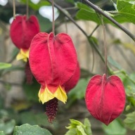 Abutilon klonik megapotamicum