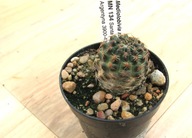Kaktus ,Rebutia, Mediolobivia atrovirena MN 134
