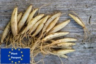 500 szt |CZOSNEK NIEDŹWIEDZI cebulki sadzonki + INFO