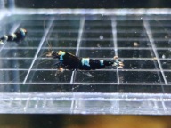 Krewetki Caridina Black Panda OE 8szt. - RARYTAS !!!