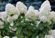 Hortensja bukietowa Magical Kilimanjaro (hydrangea paniculata) C3 30/40cm