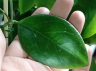 Hoya Hoja MB 1497 cięta