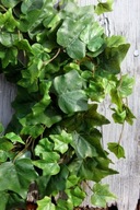 ŻYWY BLUSZCZ ZIMNOZIELONY 10 SZTUK 150 CM NA WIANKI GIRLANDY STROIKI