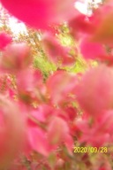 Trzmielina japońska karłowa czerwona mini inna