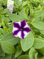 Surfinia Supertunia MINI Vista ładna duża sadzonka VIOLET STAR