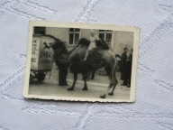 CYRK ARENA WIELBŁĄD PIECZĄTKA NA ODWROCIE FOTO HELIOS USTKA UL. STALINA