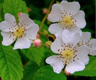 Róża wielokwiatowa zwyczajna