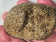 Skamieniałe koralowce algi glony agaty muszlowe