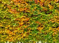 Grab Pospolity Żywopłot sadzonki 40-60 cm Ładnie się przebarwia