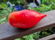 Pomidor KOREAN LONG - 10 nasion kolekcjonerskich ! jak Aurija jak Cornabel