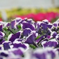 Petunia Famous Dark Violet Picotee
