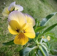 Bratek ogrodowy Fiołek rogaty drobny Doniczka 9x10 cm Z OGRODU CZAROWNICY