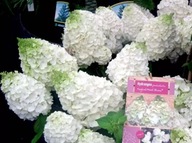 HORTENSJA BUKIETOWA ''MAGICAL MOUNT BLANC" Rarytas w ogrodzie