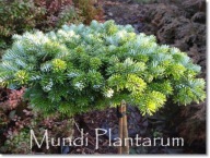 Abies fraseri 'Piglet's WB' - !!! !!! !!!