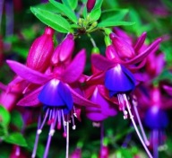 Fuksja KRZACZASTA Fuchsia hybrida Shadow Dancer Gene