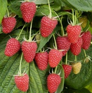 Sadzonki malin, malina, maliny jesienne POLONEZ