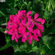 Pelargonia zwisająca PELTATUM Balcon Shocking DŁUGA