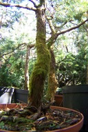 Cyprys tempołuskowy w misie 20lat palmowy zielony przewieszony okazały inny