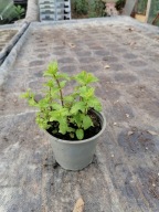 Mięta marokańska sadzonka