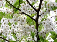Styrak Japoński -Styrax japonicus Sadzonka OK.20-40 CM