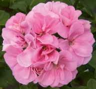 Pelargonia PEŁNA ZWISAJĄCA peltatum Royal Light Pink