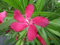 Nerium Oleander pojedynczy młoda ukorzeniona sadzonka