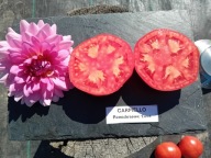 Pomidor Caemello niezwykle plenny nasiona kolekcjonerskie