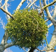 Świąteczna Gęsta Kula Jemioły m z dostawą w dniu zakupu