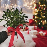 Jemioła na Święta z Roztocza Świąteczna dekoracja z extra wysyłką do świąt