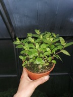 Mięta pieprzowa sadzonka