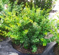 BERBERYS KELLERIS (23b) - 3 l