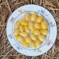 Pomidor Barry's Crazy Cherry - plenny koktajlowy- nasiona ***