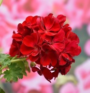 Pelargonia DUŻA INTERSPECIFIC Calliope L Dark Red