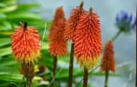 Kniphofia – Trytoma groniasta Grandiflora – 2L