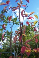 Czeremcha wielopędowa czerwona szczepiona inna