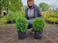 Tuja kulista Mała Dorotka 30cm